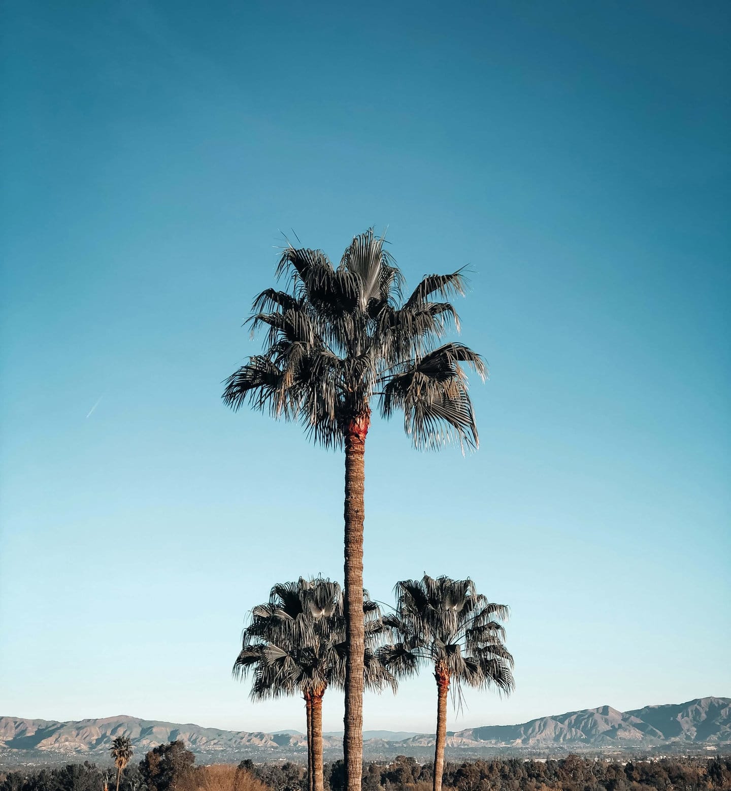 Palm trees in West Los Angeles